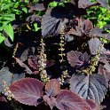 Solenostemon x 'King Palissandre'